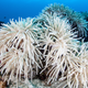 A bleached coral in the western Pacific. (Image via Shutterstock)